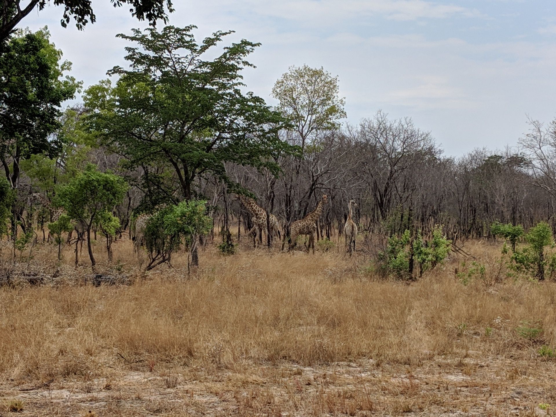 Zimbabwe and Zambia